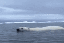 北极熊冰河游泳gif图