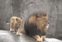 动物园狮子动态图片