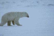 北极熊翻跟头动态图片