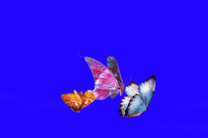 彩色蝴蝶飞翔动态图片