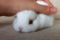 抚摸小白兔动态图片