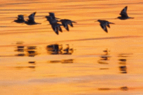 黄昏飞鸟掠过海面gif图