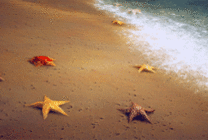 沙滩浪花海星动态图片