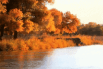 河边黄色树叶美景动态图片