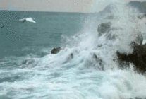 海浪与海鸥动态图片