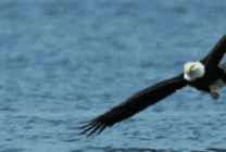海上苍鹰动态图片