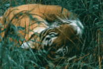 老虎在草地上打滚动态图片