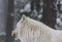白色孤狼动态图片