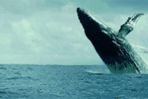 大海里鲸鱼翻身动态图片