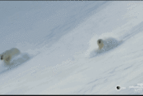 北极熊滑雪动态图片
