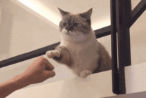 聪明的猫咪会握手动态图片