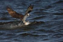 老鹰抓鱼GIF图片