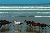 海边奔跑的骏马gif图片