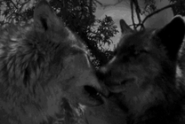 两只野狼相互亲吻gif图片