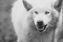 一只狂叫的大白狼gif图片