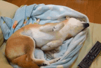 小狗狗躺在沙发上睡觉GIF图片