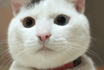 宠物猫猫萌呆的表情gif图片