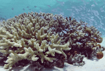 海底美丽的珊瑚gif图片
