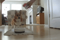 小狗狗急着吃食物蹦蹦跳跳的gif图片
