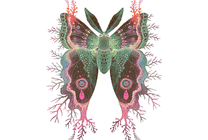 蝴蝶标本素材gif图片