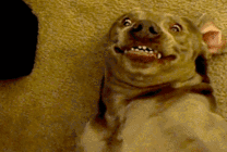 一只表情丑陋的狗狗gif图片