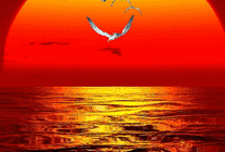 海上的夕阳与海燕gif图片