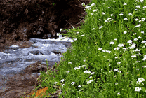 一条开满鲜花的小溪gif图片