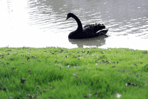 黑天鹅水中游泳GIF图片