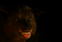 黑夜中一只獠牙利齿的恶狼GIF图片