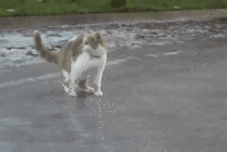 冰面上玩耍的猫猫GIF图片