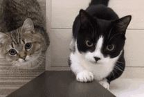 两只可爱的小猫咪爬墙gif图片
