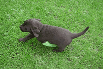 受伤的小狗狗在草地上奔跑gif图片