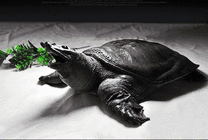 伸着脖子咬人的乌龟GIF图片
