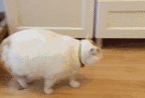 一只大胖猫GIF图片