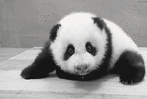 撒娇的大熊猫GIF图片
