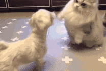大肥猫与狗狗打架GIF图片