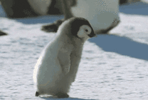 快速走路的小企鹅GIF图片
