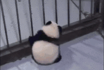 小熊猫越狱找妈妈GIF图片