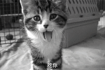 张着大嘴的猫咪GIF图片