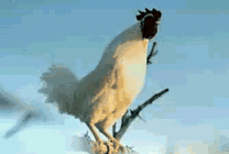 一只白色的老公鸡打鸣GIF图片
