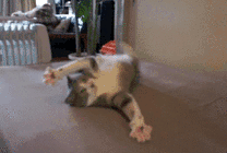 一只撒泼的猫猫GIF图片
