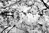 日本樱花美景动态图片