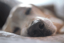 一只小狗狗趴在地上熟睡的样子gif图片