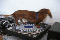 狗狗唱片机上转圈圈gif图片