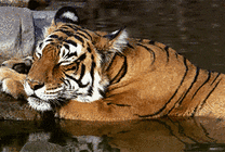 趴在水边静静睡觉的老虎gif图片