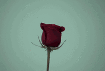 一朵鲜艳的玫瑰花突然爆炸GIF动态图