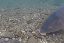 一条草鱼在水底的岩石上不停的找食物GIF动态图