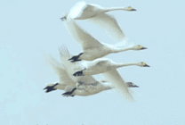 一群大雁在空中挥舞着翅膀飞翔GIF动态图