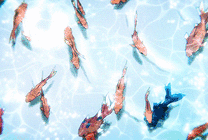 游在水中的金鱼动画图片