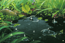 水滴在池塘里跳跃动画图片
